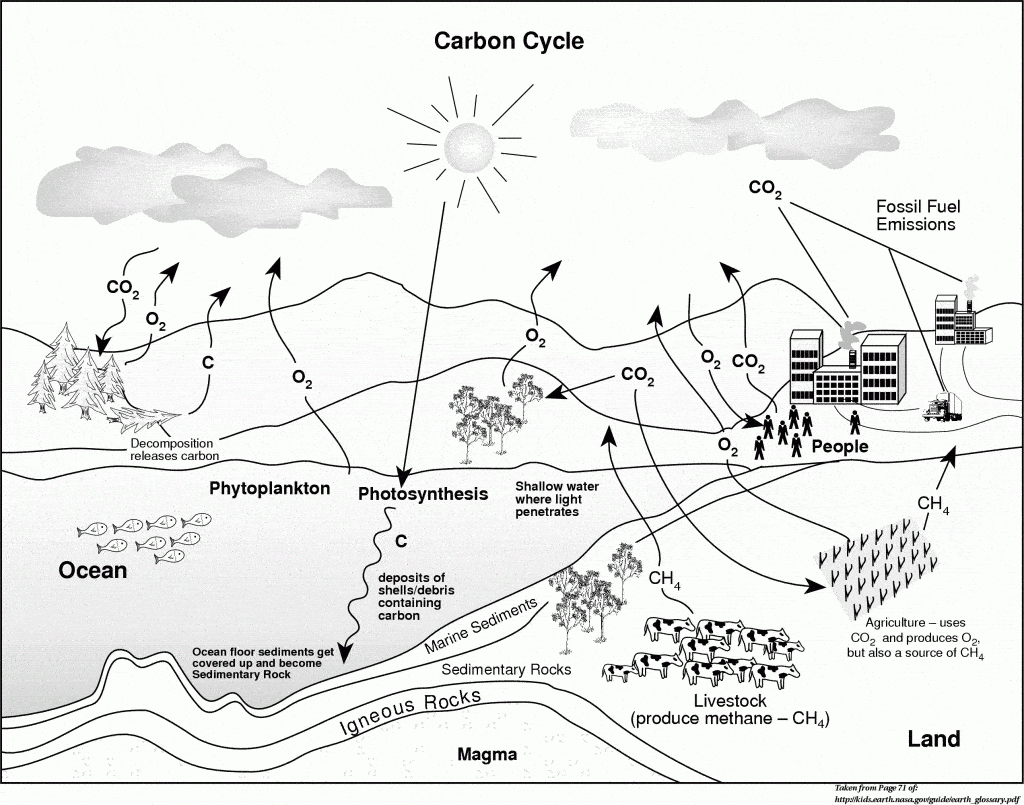 The Ecosystem and Cycles – Page 11 Intended For Carbon Cycle Diagram Worksheet